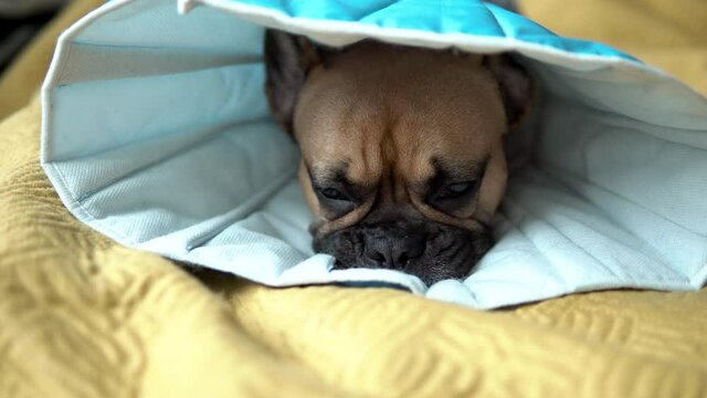 French brown bulldog with black muzzle lying on a yellow blanked. Medium shot