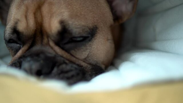 Looking into the brown flashing eyes of a french bulldog which is lying on a yellow blanket. Slowly trucking shot