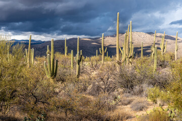 Fototapeta na wymiar Saguaro cactus scattered in a field with mountains and dark clouds in the sky, Saguaro National Park, Arizona