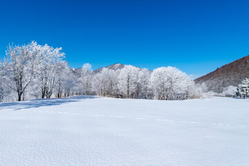 北海道冬の風景　富良野の樹氷