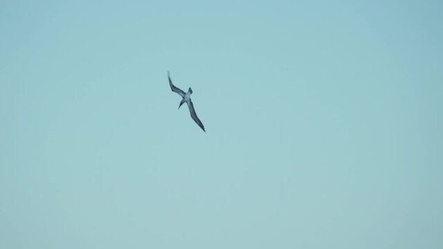 Blue Footed Booby Diving into Ocean Fishing in the Galapagos Islands