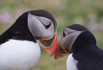 Puffin Beak Greeting