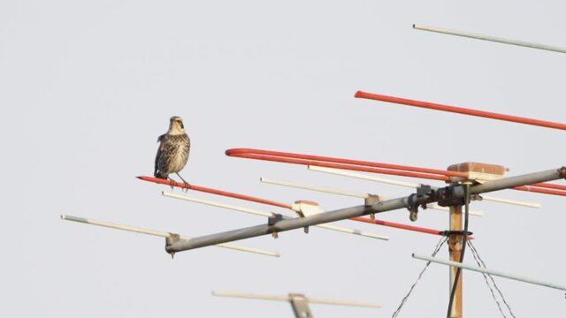 A fixed shot of a brown Dusky Thrush standing on a Yagi-Uda antenna in Tokyo, Japan