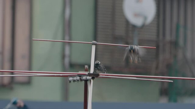 Pair Of Dusky Thrush Birds Perching On A TV Antenna Outdoors. static shot