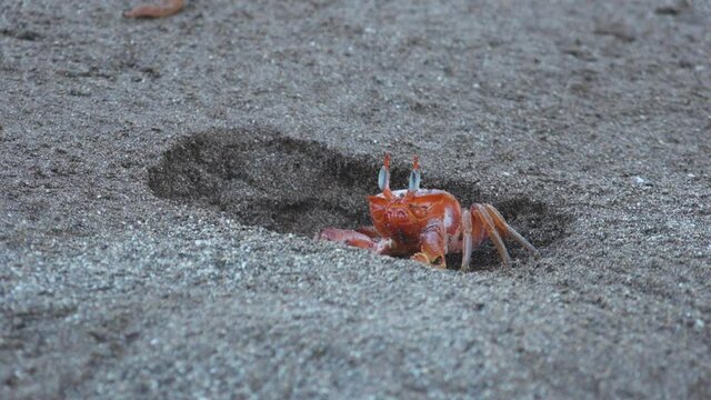 Orange Ghost Crab with Big Eyes and Claws on Wet Sandy Espumilla Beach, Santiago Island, Galapagos