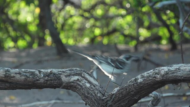 Mockingbird Jumps off Tree Branch in Slow Motion on Espumilla Beach, Santiago Island, Galapagos