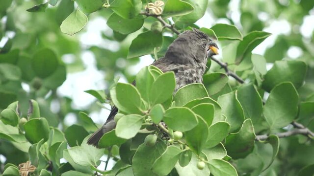 Darwin Finch Chewing on Orange Fruit and Eating Seed Perched in Lush Trees of the Galapagos Islands