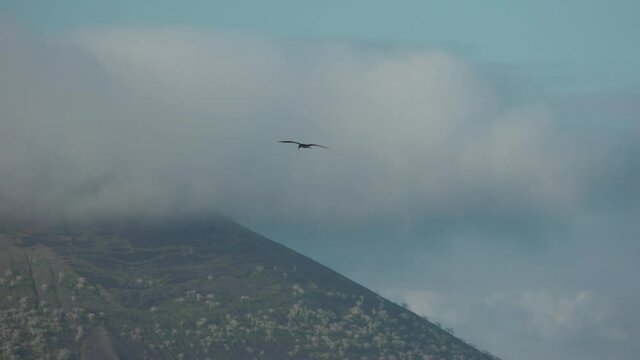 Blue Footed Booby Flying over Lush Foggy Mountain on Espumilla Beach, Santiago Island, Galapagos