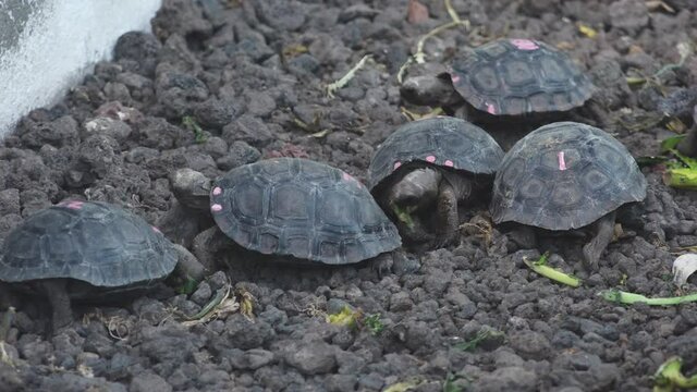 Newly Hatched Giant Tortoises Eating Leaves at Charles Darwin Research Station, Santa Cruz Island, Galapagos