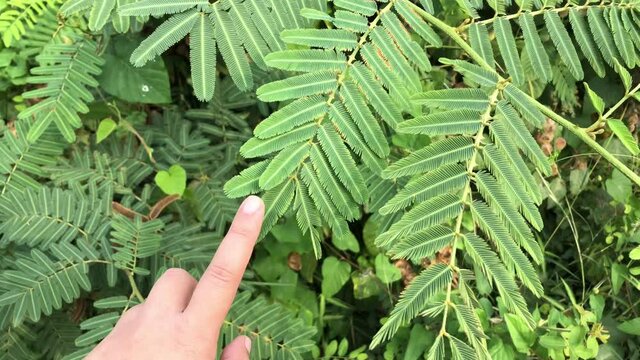fern in hand sensitive plant 