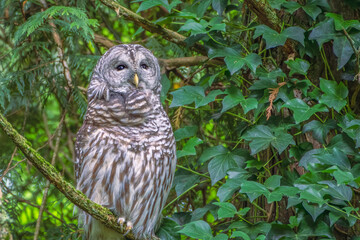2020-10-04 BARD OWL PERCHED IN TREE IN PIONEER PARK ON MERCER ISLAND WASHINGTON