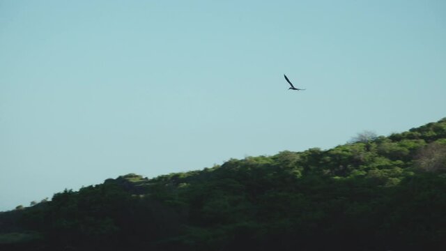 Blue Footed Booby Diving Into Ocean in Espumilla Beach, Santiago Island, Galapagos