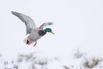 Drake Mallard Duck Landing in a Snowstorm With Feet Down and Wings Cupped