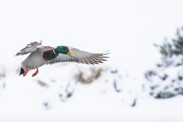 Fototapeta premium Drake Mallard Duck Landing in a Snowstorm With Feet Down and Wings Cupped