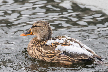 Snow Covered Mallard Hen Duck Rests on a Pond in Winter