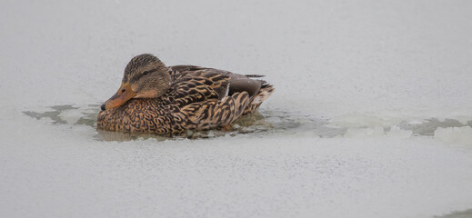 Snow Covered Mallard Hen Duck Rests on Frozen Crossroad on a Pond in Winter