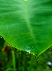 water drops on green leaf