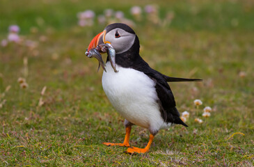 Puffin with fish in sea pink