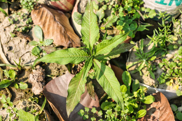 A Growing green plant under bright sunlight