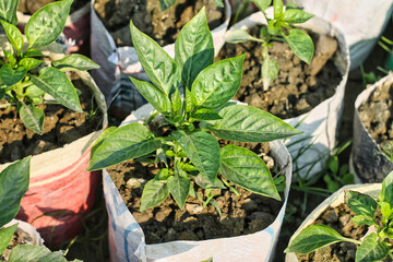 Fresh organic capsicum plant growing in garden