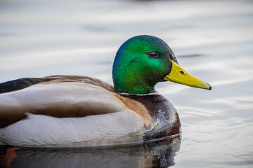 2021-02-30 A CLOSE UP OF A MALE MALLARD DUCK ON LARSEN LAKE