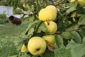 apples on a branch