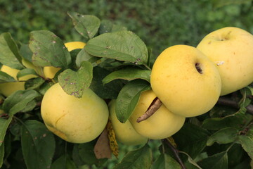 apples on the tree