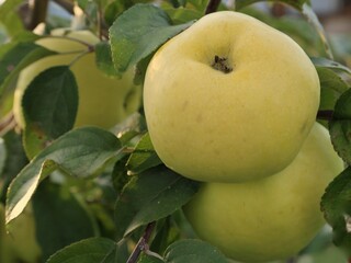 apples on a branch