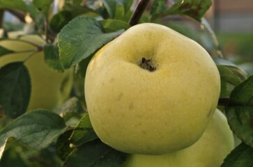 apples on tree