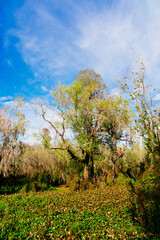 The landscape of lettuce park and Hillsborough river in Florida