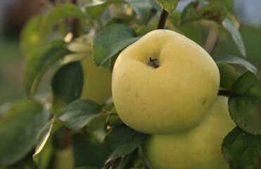apples on tree