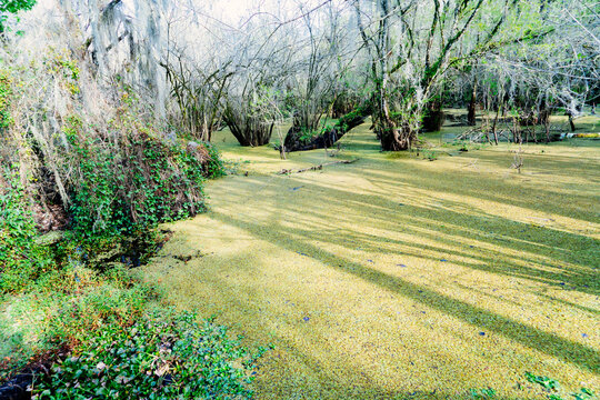 The landscape of lettuce park and Hillsborough river in Florida