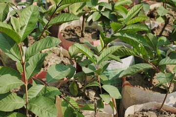 Selective focus shot of Hybrid Guava Plants in the garden.
