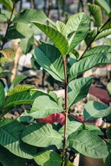 Vibrant green Guava leaves in spring. Guava Plants in garden.