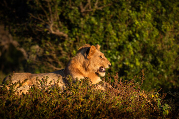 Young male lion lit by morning sun hides in the grass growling and showing his teeth