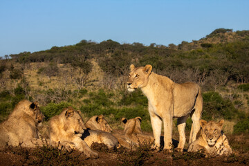 Fototapeta na wymiar Pride of lions rest on a ridge lit by the morning sun, while the dominate female stands at the watch. Mountain and deep blue sky in background