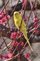 梅林のインコ