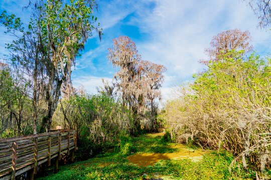 The landscape of lettuce park and Hillsborough river in Florida	
