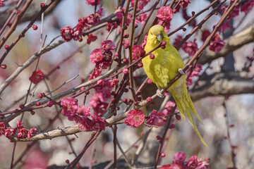梅林のインコ