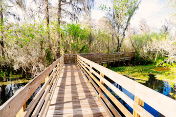 Obraz premium The landscape of lettuce park and Hillsborough river in Florida