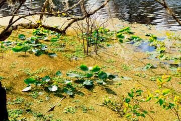 The landscape of lettuce park and Hillsborough river in Florida