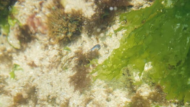 Green edible seaweed moving on sea with white sand beach cosat in Galicia