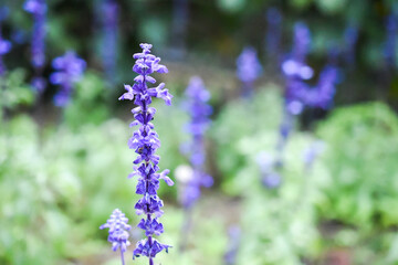 Fototapeta premium close up of lavender flowers