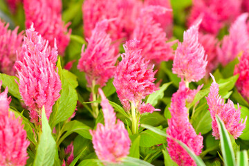 pink flowers in the garden