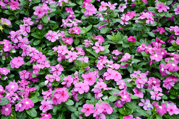 pink and white flowers