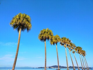 Obraz premium ビーチに立ち並ぶヤシの木の風景