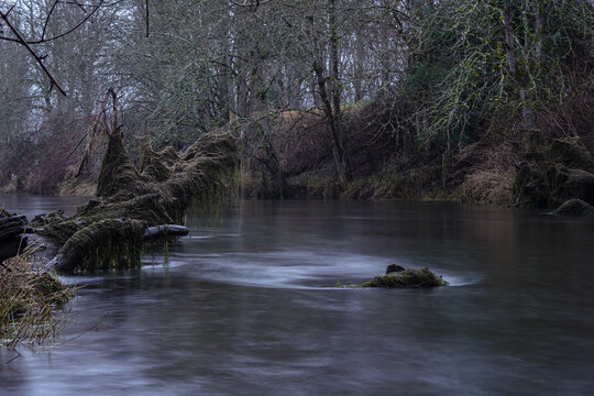 river in a lush forest