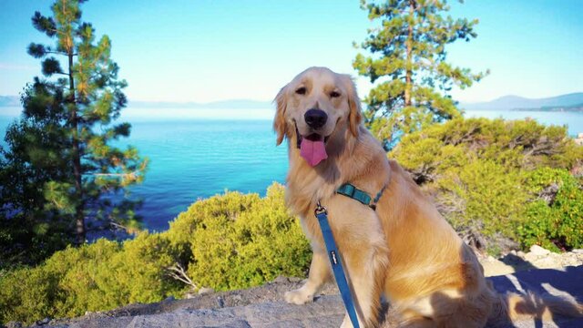 A puppy happily sits for his owners while on a trail that runs along the beach of Lake Tahoe in California. So much happiness in a smile. Good boy to the max.