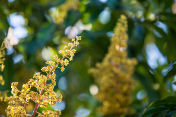 The mango bouquet or mango flower is blooming full on the mango trees in the garden