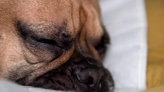 Close-up of a sleepy french bulldog neb  face, he is lying on a comfortable pillow while opening and closing his eyes